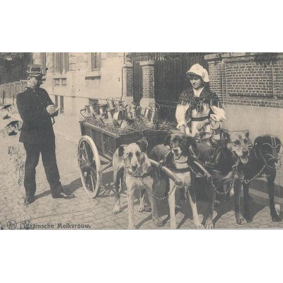 Laitière Flamande et son attelage de quatre chiens